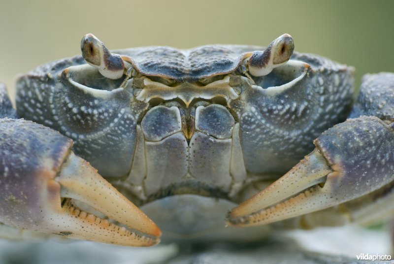 Portret van een landkrab zoetwaterkrab uit het genus Potamon