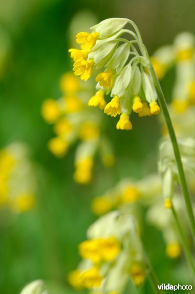 Gulden sleutelbloem