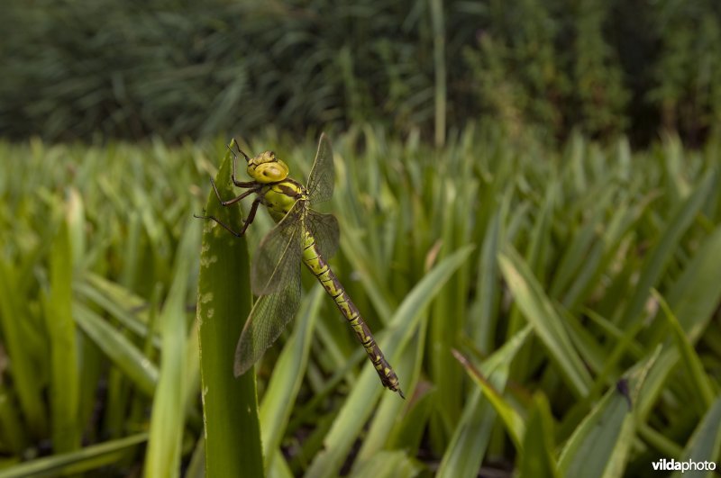 Vrouwtje groene glazenmaker op krabbenscheer