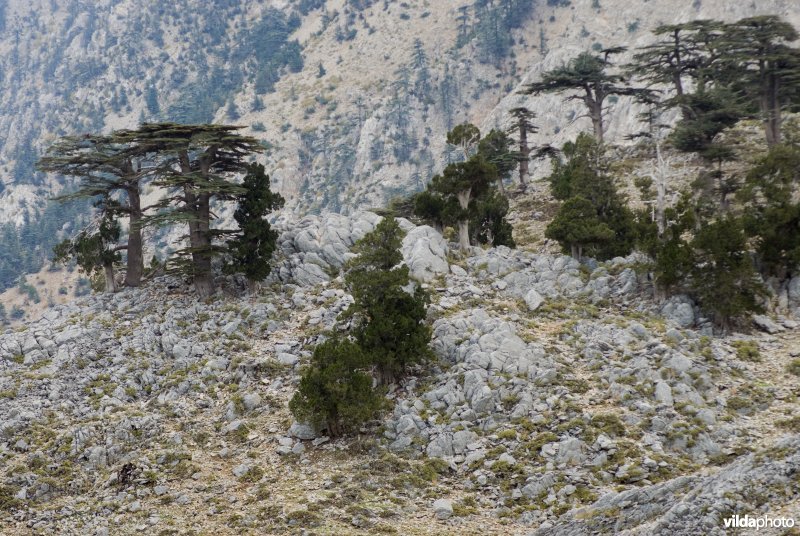 Libanonceders en coniferen (Juniperus spec.) in berglandschap in Turkije