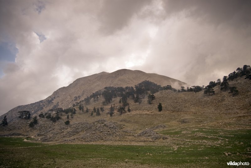 Libanonceders en coniferen (Juniperus spec.) in berglandschap in Turkije.