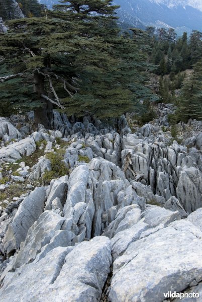 Libanonceders in berglandschap in Turkije