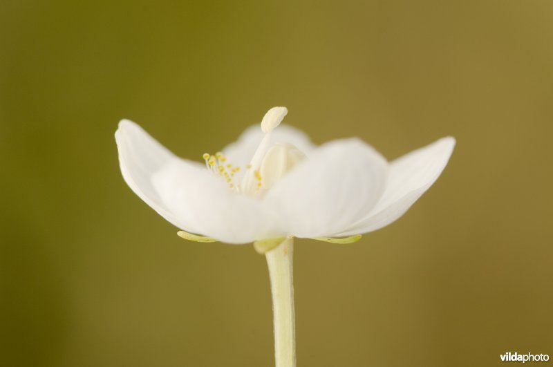 Bloeiend parnassia