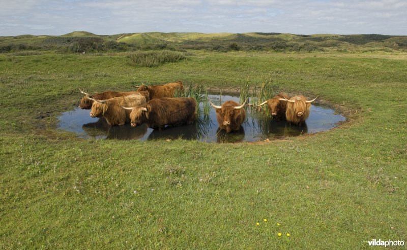 Hooglanders verkoelen