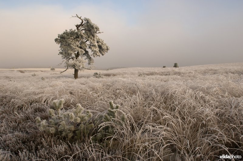 Winterse heide