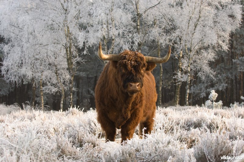 Schotse Hooglander stier in winterlandschap