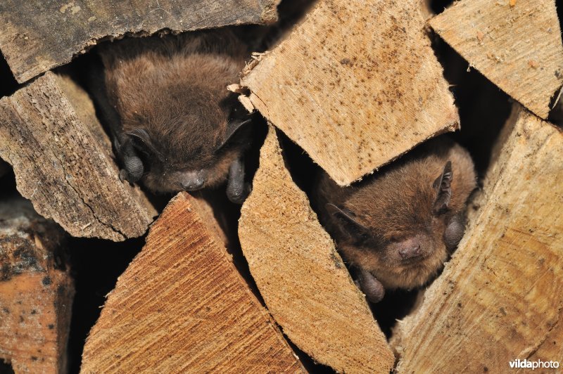 Overwinterende Nathusius' dwergvleermuisjes in een houtstapel