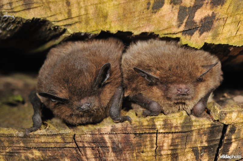 Nathusius' dwergvleermuis