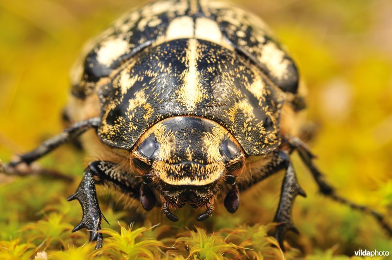 Julikever in vooraanzicht