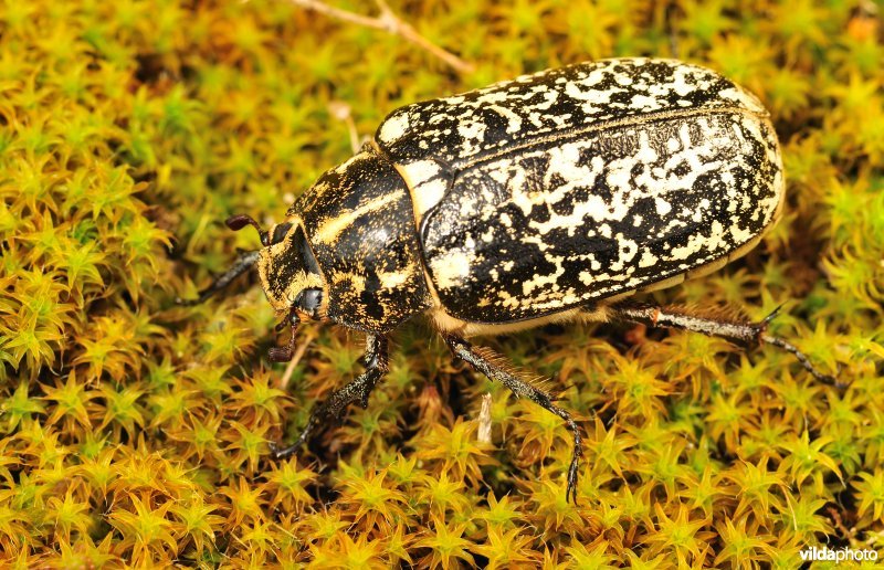 Julikever op duinsterretje