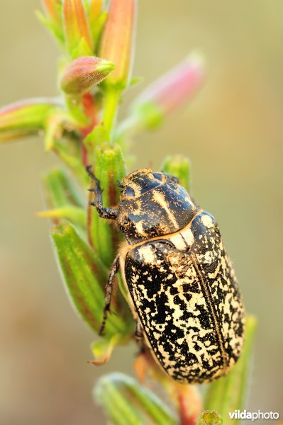 Julikever op teunisbloem