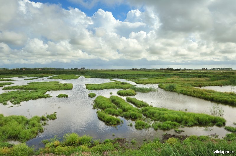 Natuurreservaat Uitkerkse Polders