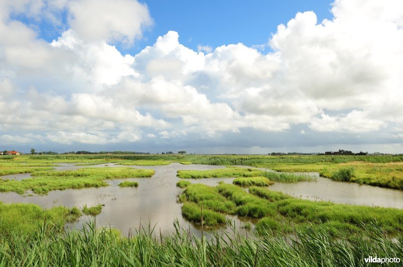 Natuurreservaat Uitkerkse Polders