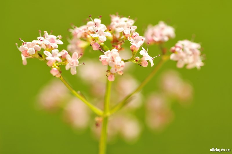 Kleine valeriaan
