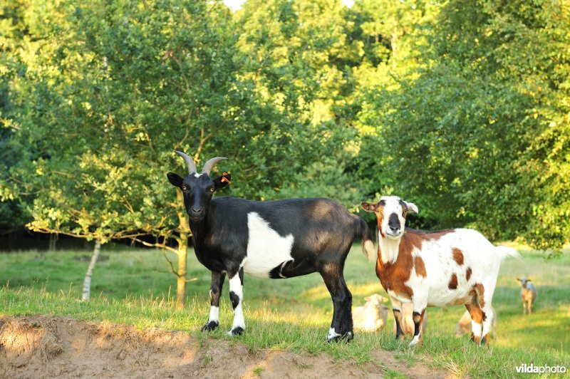 Begrazing in het heide- en stuifzandgebied de Schobbejakshoogte