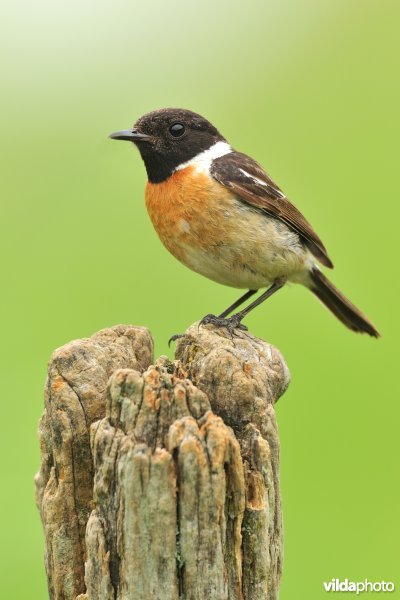 Mannetje Roodborsttapuit