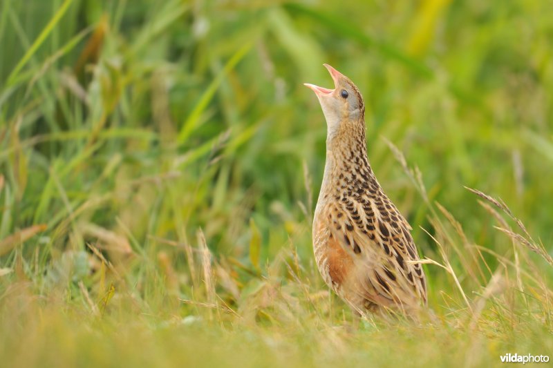 Roepende Kwartelkoning