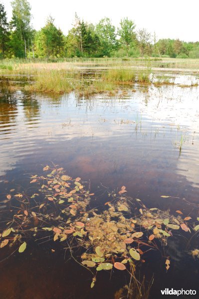 Natuurreservaat Langdonken