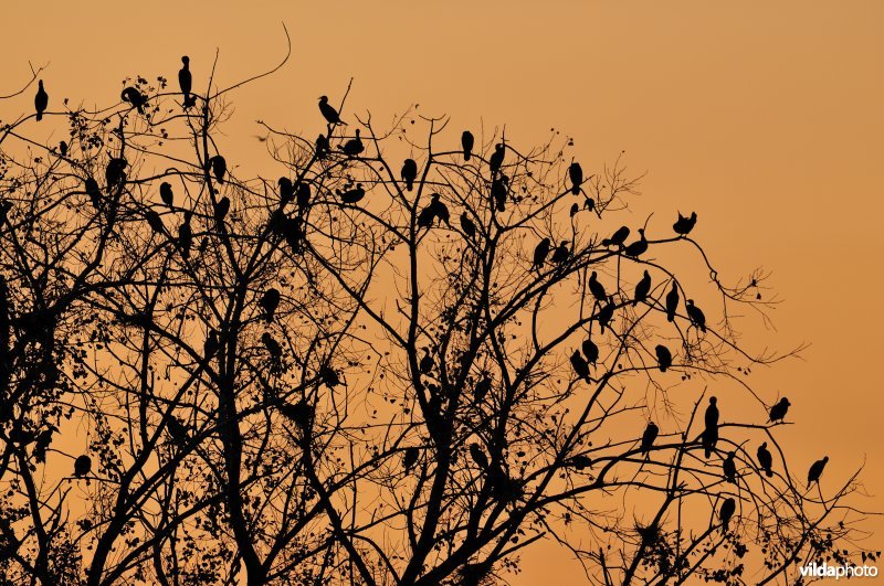 Aalscholverslaapplaats in de Bourgoyen