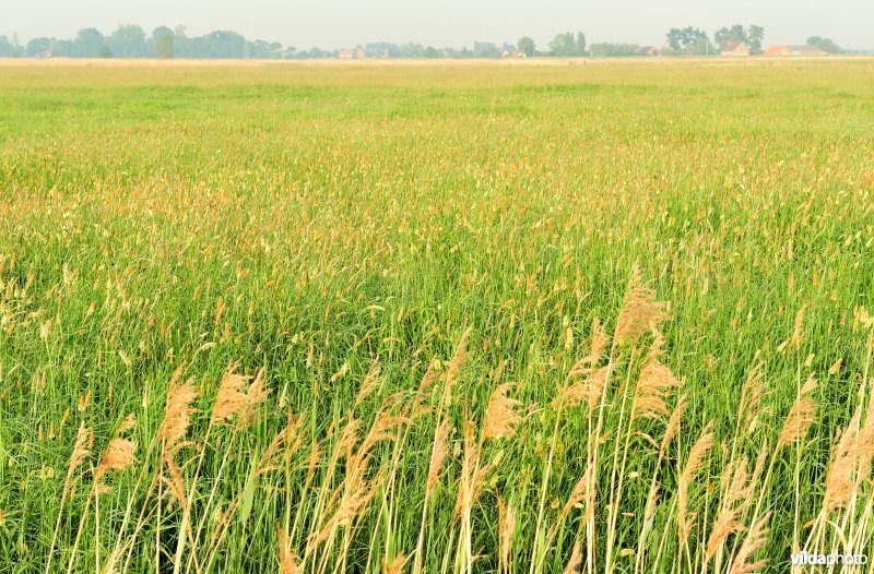 Merkembroeken
