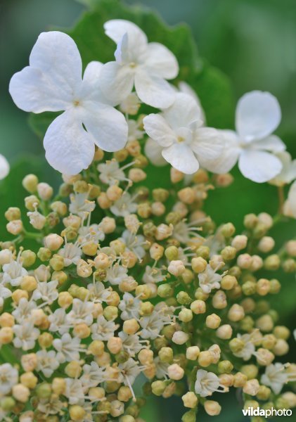 Bloem van Gelderse roos