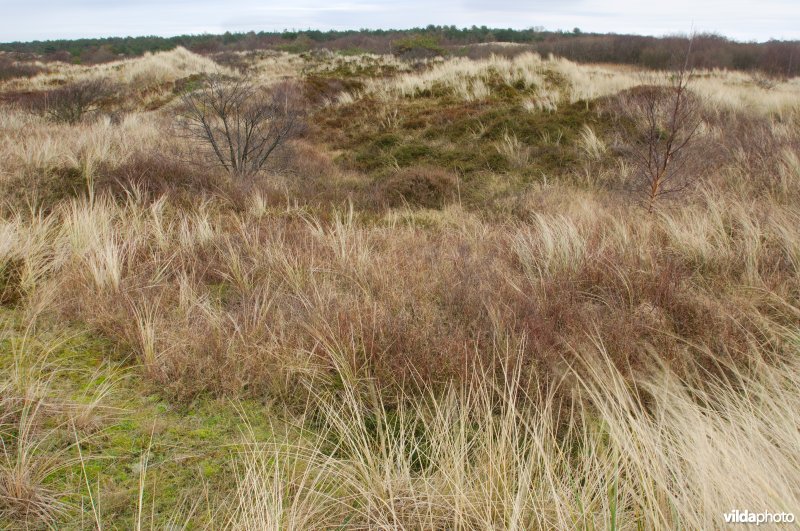 Blonde duinen