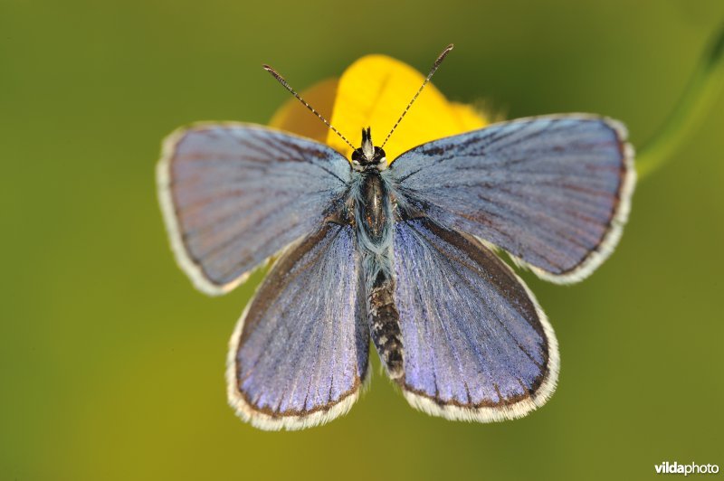 Kroonkruidblauwtje