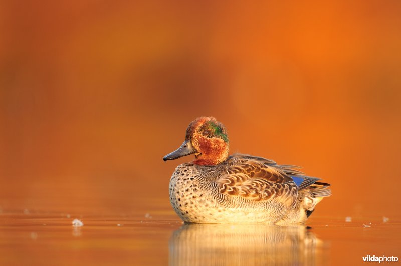 Wintertaling in de rui