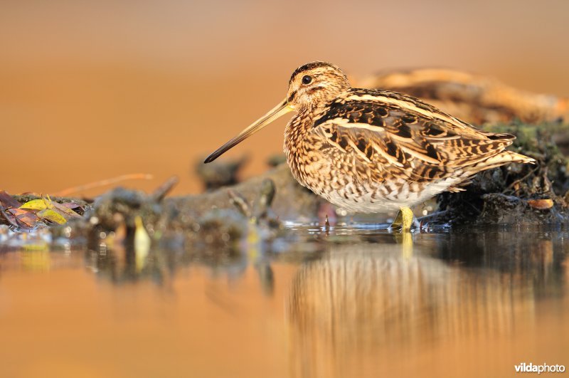 Watersnip