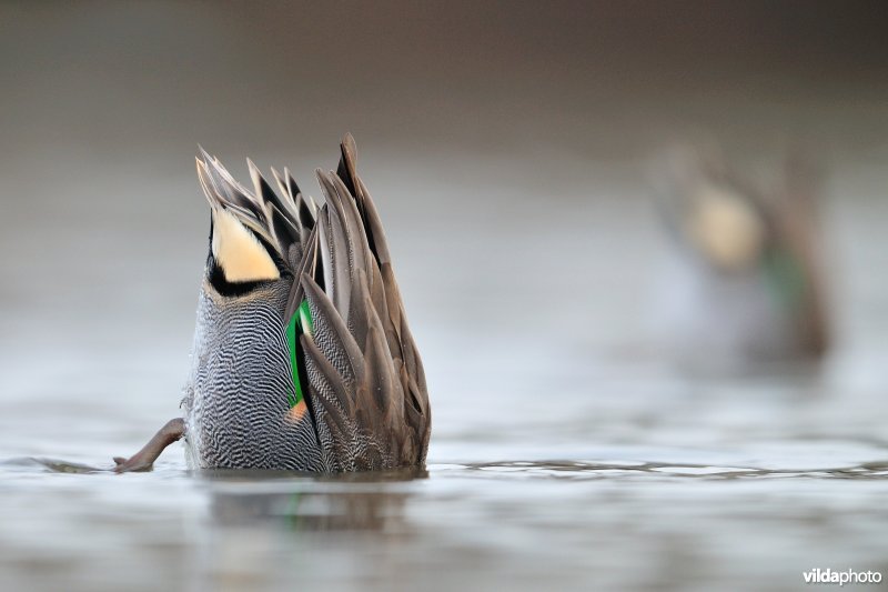 Grondelende Wintertaling mannetjes