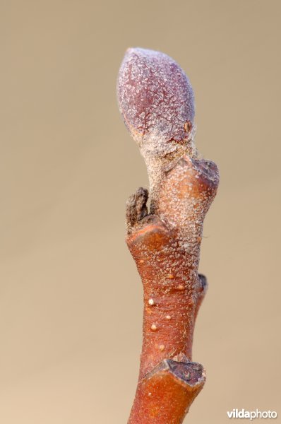 Knop van Zwarte els