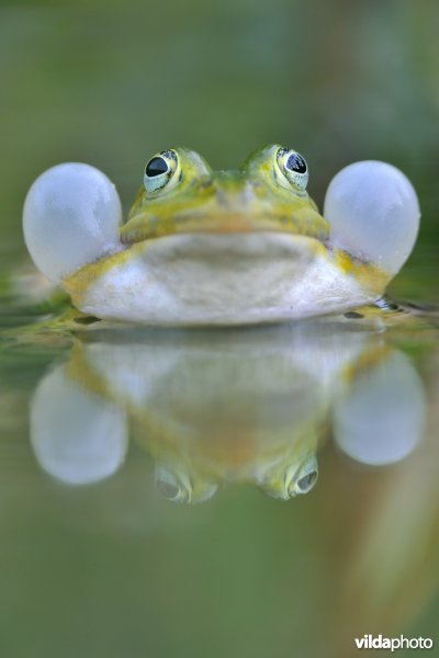 Kwakende groene kikker