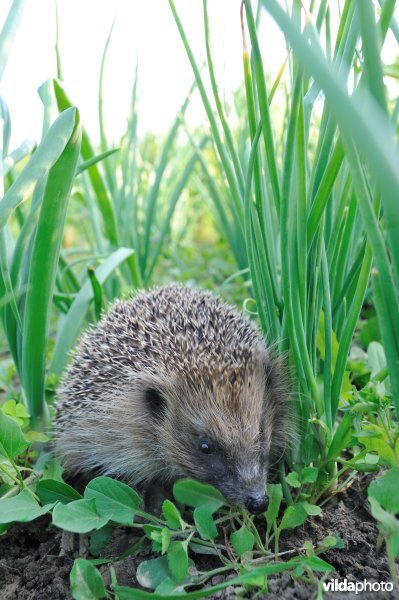 Egel in de moestuin