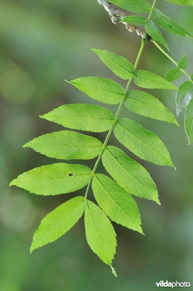 Blad van Es