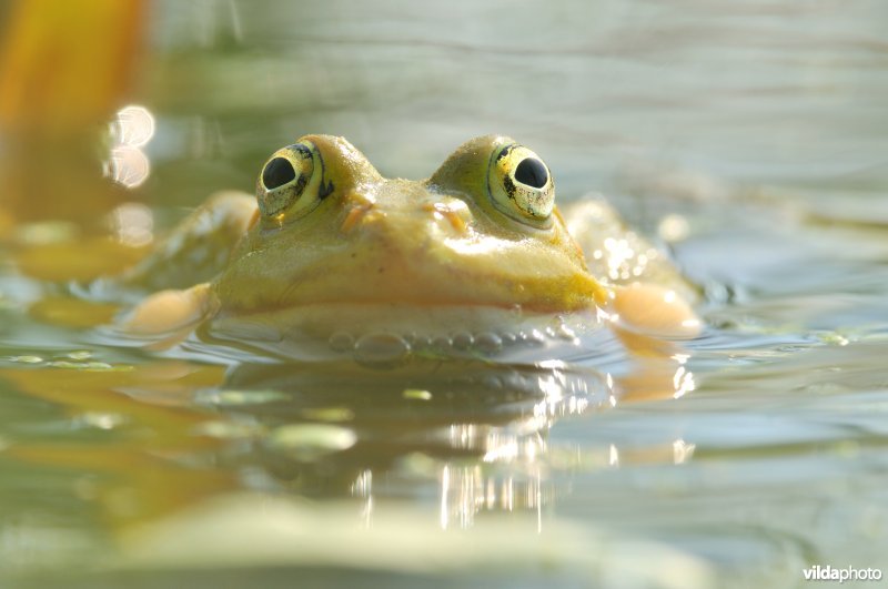 Groene kikker