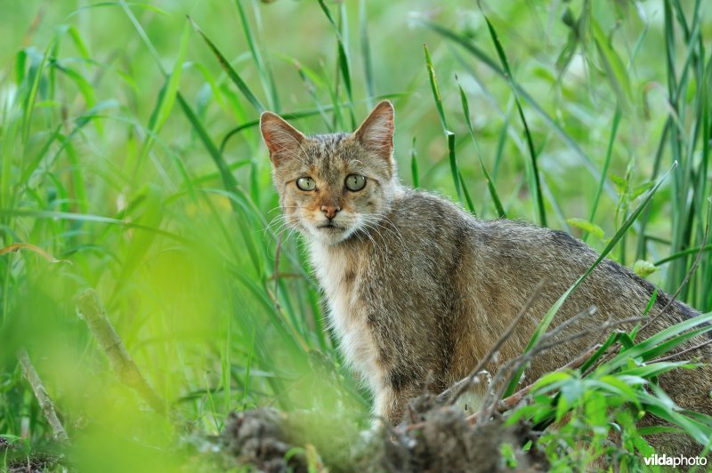 Wilde kat