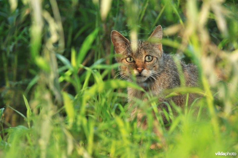 Wilde kat