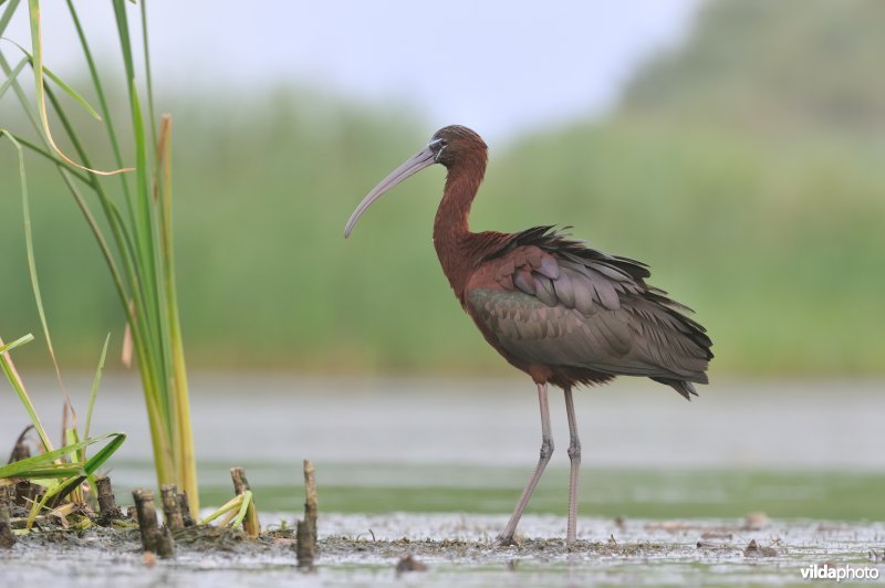 Zwarte Ibis