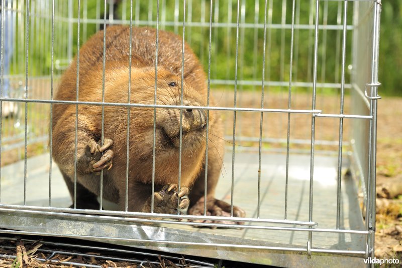 Vrijlaten van Bever