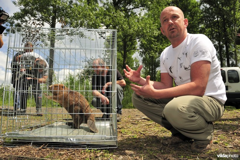 Vrijlaten van Bever