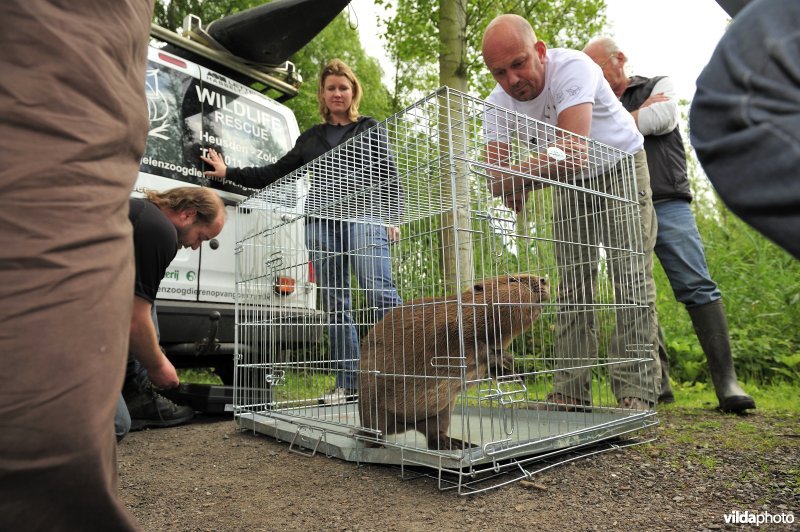 Vrijlaten van Bever