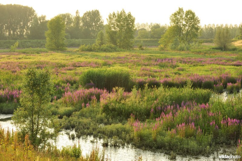 Lippenbroek