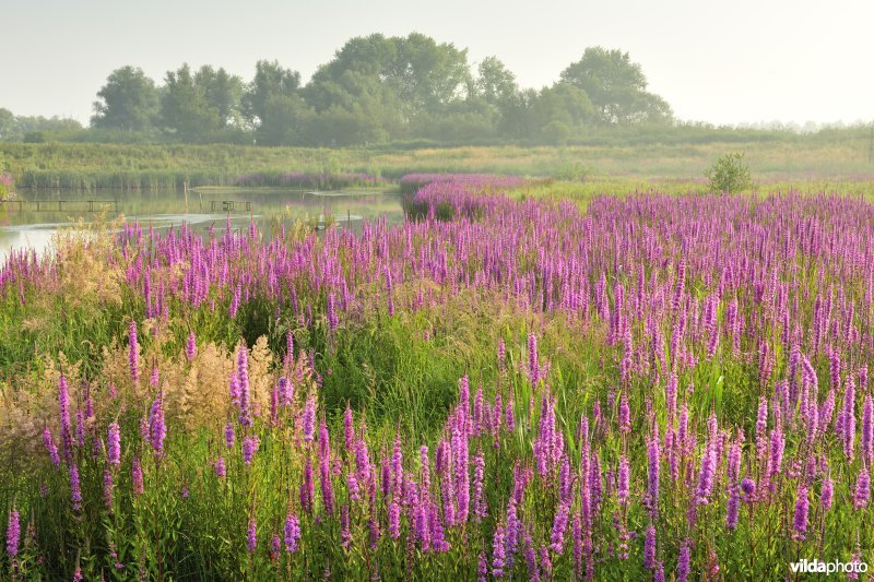Grote kattenstaart in het Lippenbroek