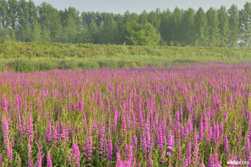 Grote kattenstaart in het Lippenbroek