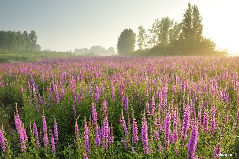 Grote kattenstaart in het Lippenbroek