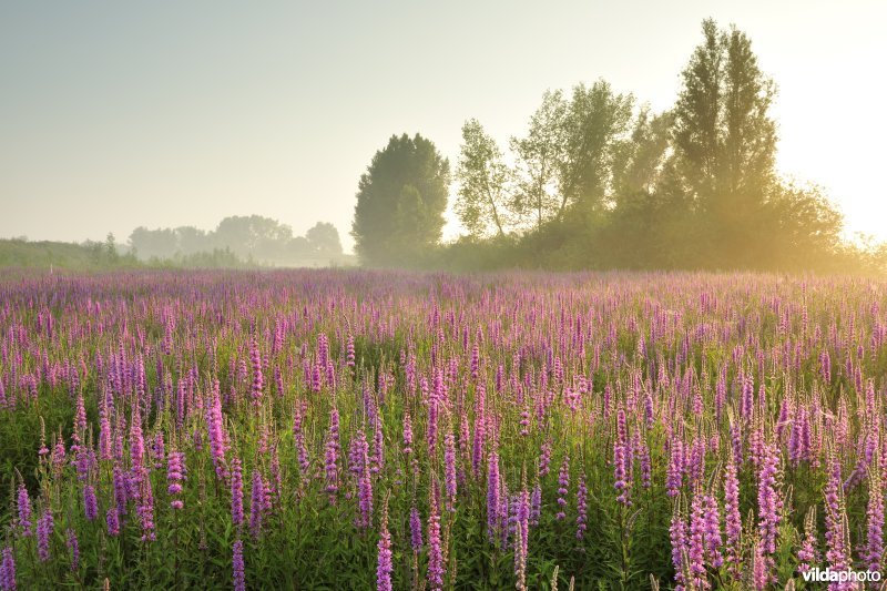 Grote kattenstaart in het Lippenbroek