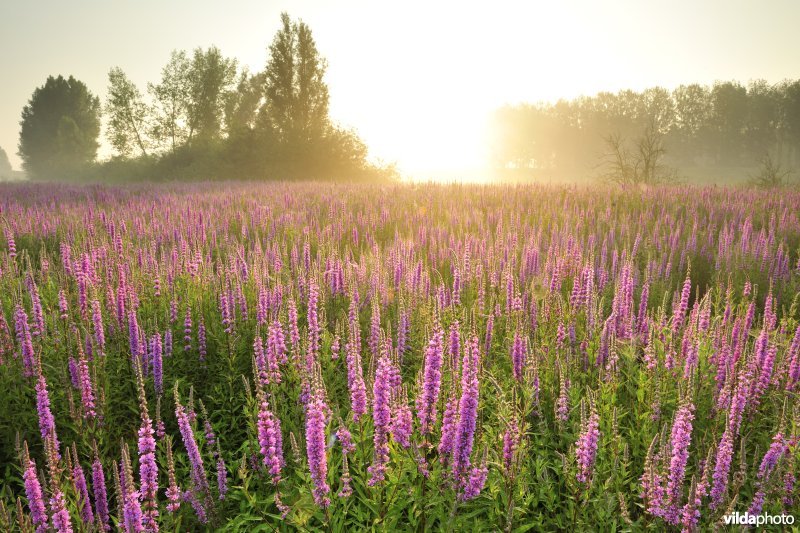 Grote kattenstaart in het Lippenbroek