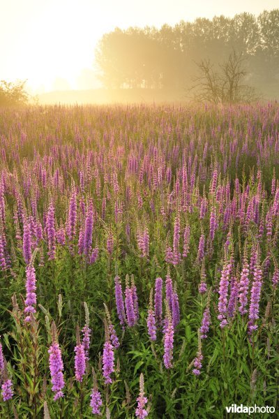 Grote kattenstaart in het Lippenbroek