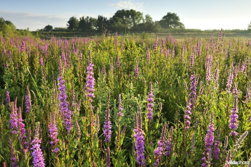 Grote kattenstaart in het Lippenbroek