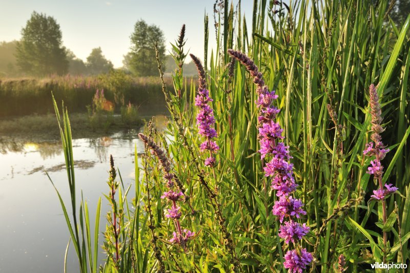 Grote kattenstaart in het Lippenbroek